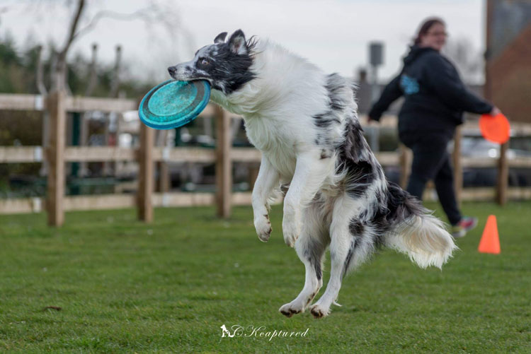 k9 frisbee toss and fetch